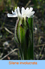 Silene involucrata