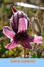 Silene uralensis