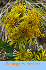 Solidago multiradiata