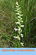 Spiranthes romanzoffiana