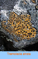 Tremolecia atrata
