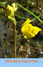 Utricularia macrorhiza