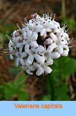 Valeriana capitata