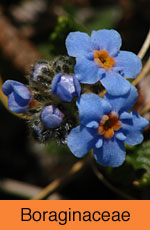 Boraginaceae