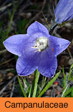 Campanulaceae