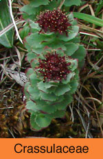 Crassulaceae