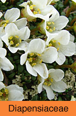 Diapensiaceae