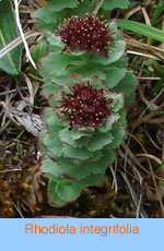 Rhodiola integrifolia