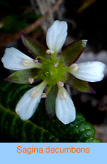 Sagina decumbens