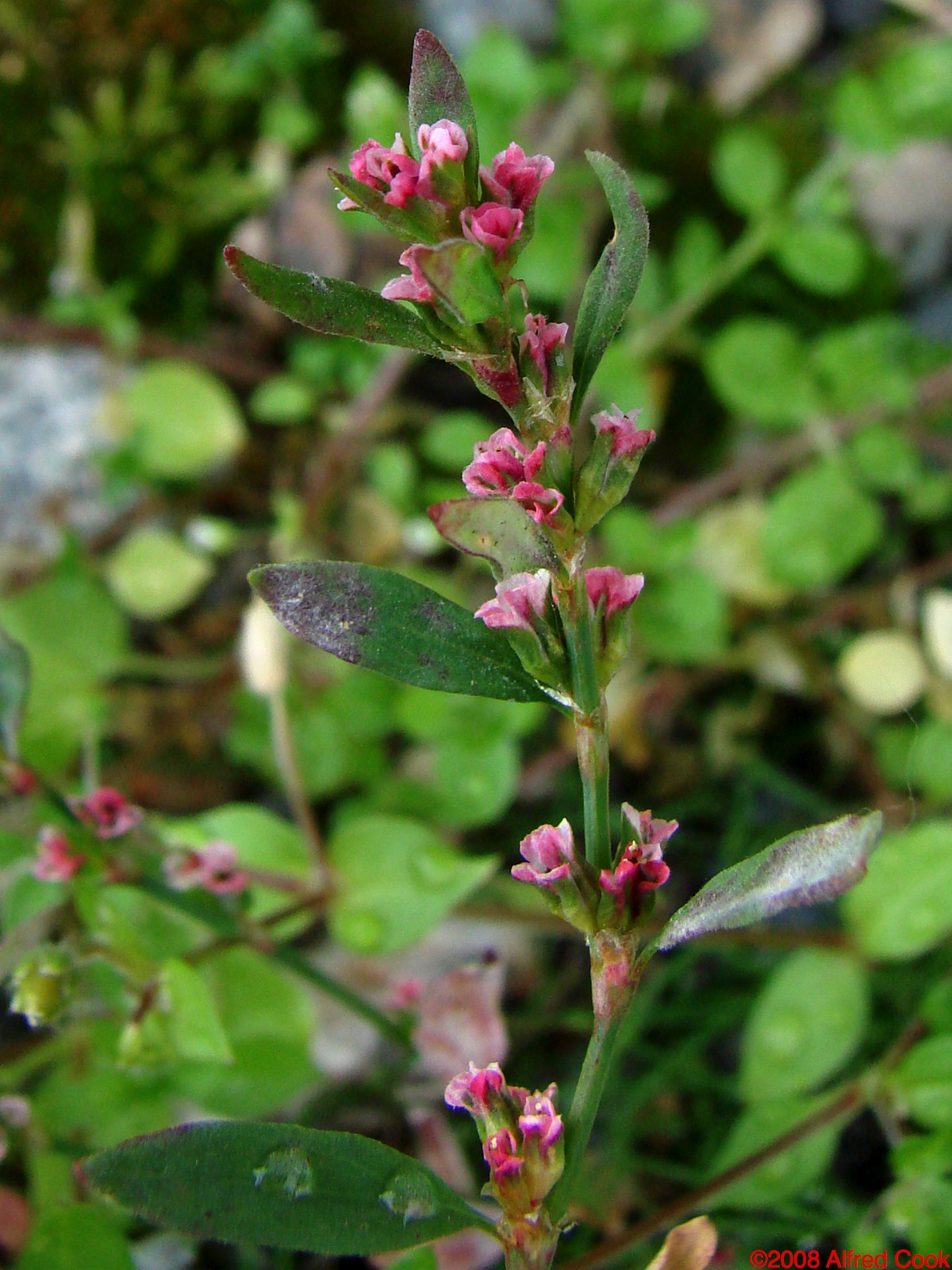 Alaska Wildflowers us Polygonum Aviculare L Alaska Wildflowers us Polygonum Aviculare L