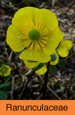 Ranunculaceae