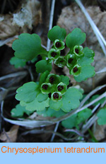 Chrysosplenium tetrandrum