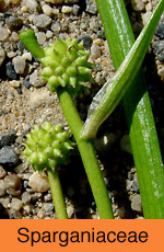 Sparganiaceae