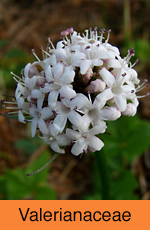 Valerianaceae