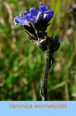 Veronica wormskjoldii.