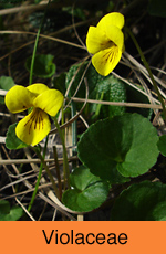Violaceae