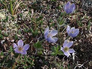 Anemone multifida