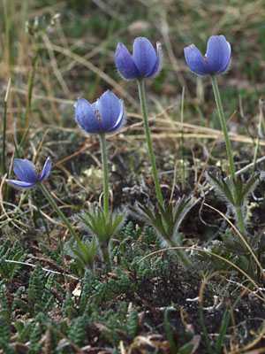 Anemone multifida