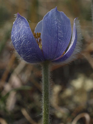 Anemone multifida