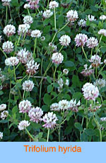 Trifolium hyrida