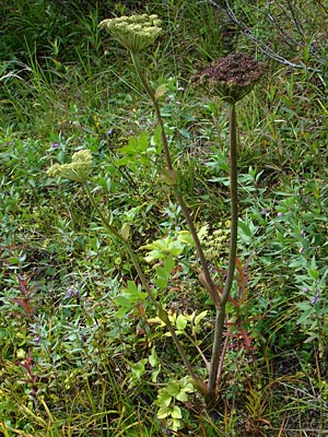 Alaska Wildflowers.us - Angelica lucida L.